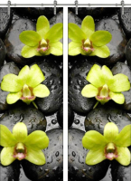 Раздвижная стеклянная дверь двустворчатая Flowers-11 ПО (Фотопечать)