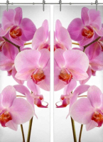 Раздвижная стеклянная дверь двустворчатая Flowers-17 ПО (Фотопечать)