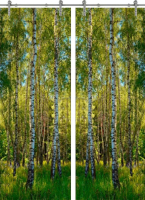 Раздвижная стеклянная дверь двустворчатая Forest-20 ПО (Фотопечать)